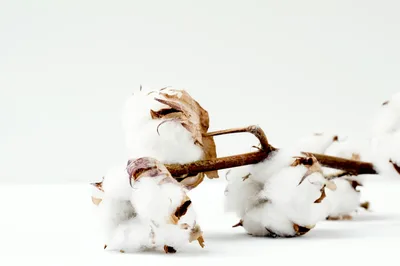 Le coton qu'on peut nommer