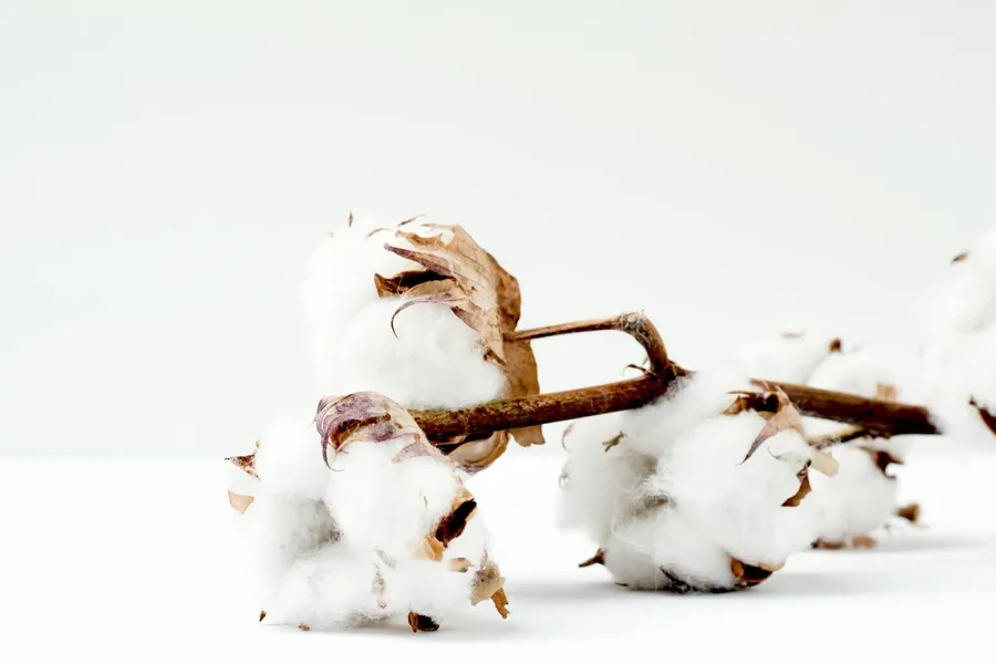 Fleurs de coton brut