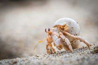 Pourquoi un crabe
